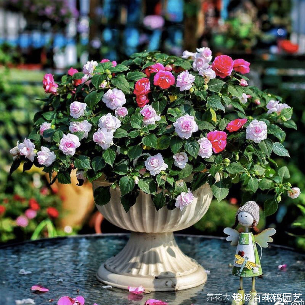 非洲鳳仙綻放北方最大花卉基地，蔬菜種植增添新亮點