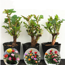 豆類種植 價格、圖片、品牌與種植指南