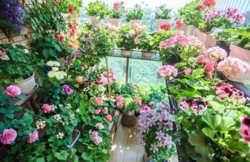 5種吉利花 美觀好養，臥室種植助睡眠