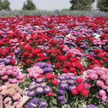 2019年花卉種子種苗價(jià)格趨勢(shì)與豆類種植市場(chǎng)觀察